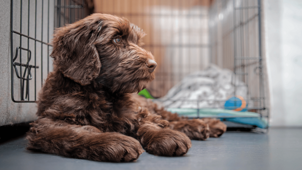Albuquerque dog kennel flooring – image Albuquerque dog kennel flooring image