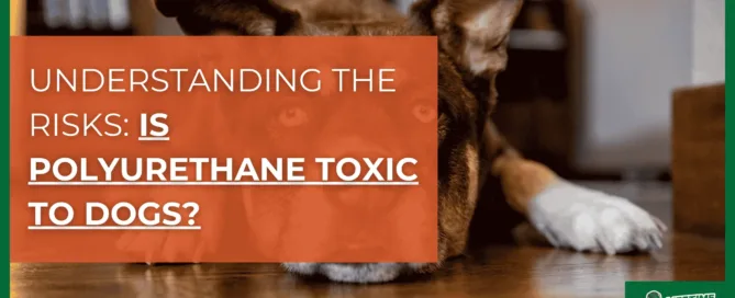 Is Polyurethane Toxic to Dogs - featured