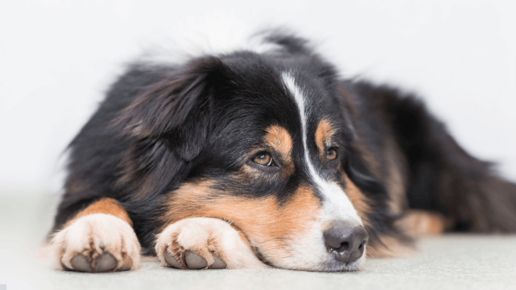 Is Polyurethane Toxic to Dogs – image Is Polyurethane Toxic to Dogs - image